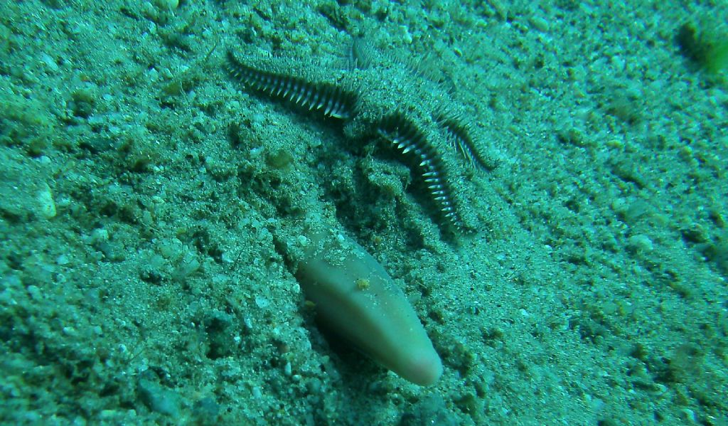 Immersioni nello stretto di Messina